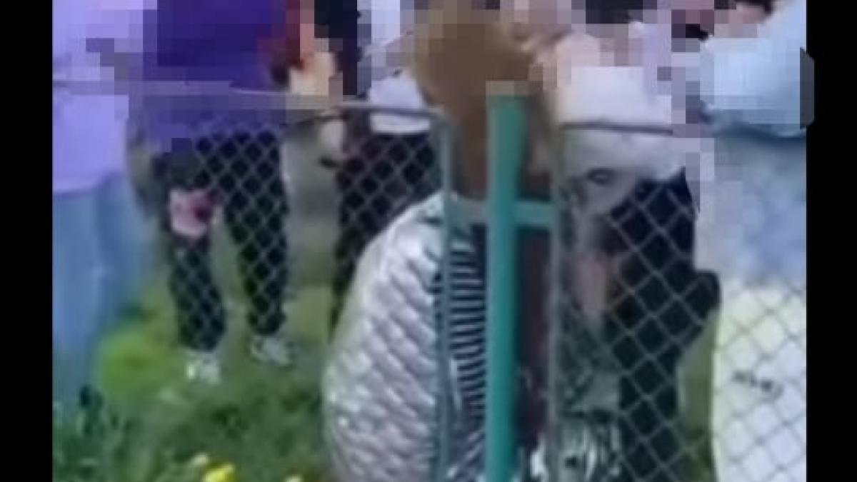 bataie-copii-brasov_14872400