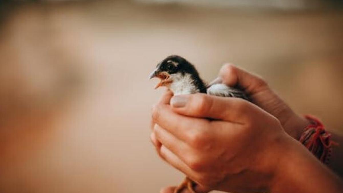 ciripit-pasare_09472600