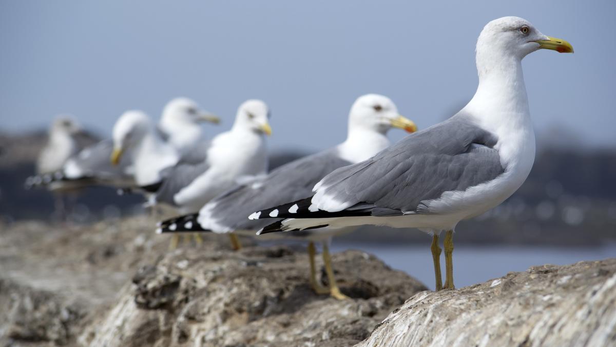 pescarusi-surprinsi-in-nordul-tarii-la-bistrita_61369800