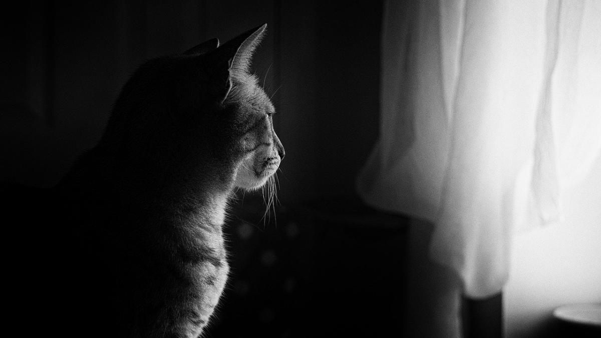 barbat_beat_intins_pisica_cazut_geam_72338700