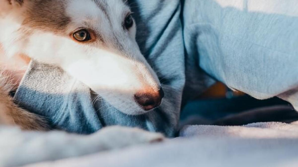 caine-husky-salveaza-un-bebelus-pexels_30811500