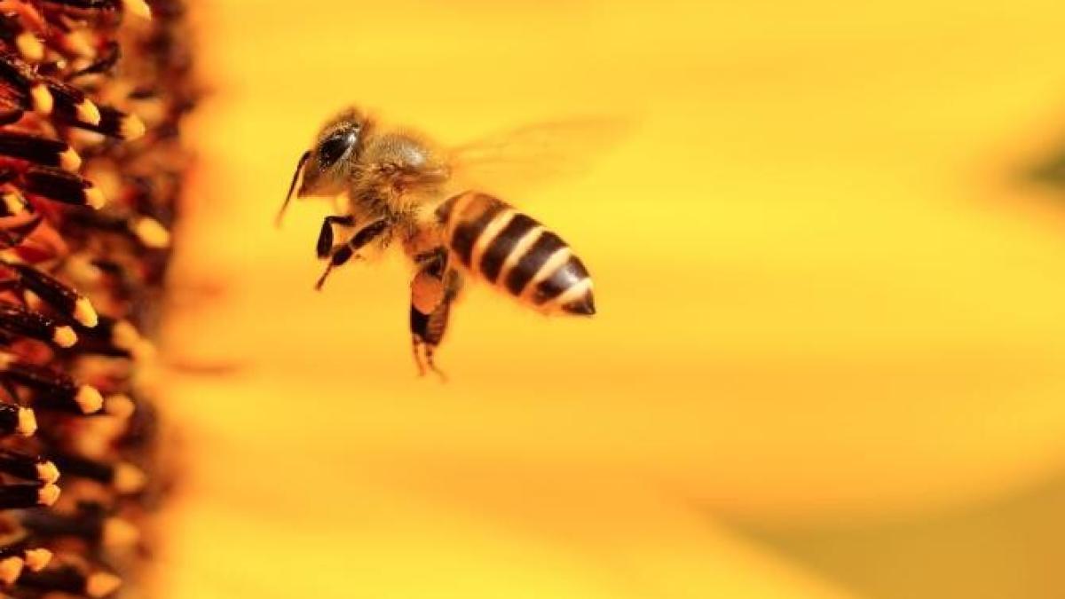 albinele-pot-detecta-covid-19--descoperirea-cercetaprc-ccprc-86torilor-olandezi_52402600