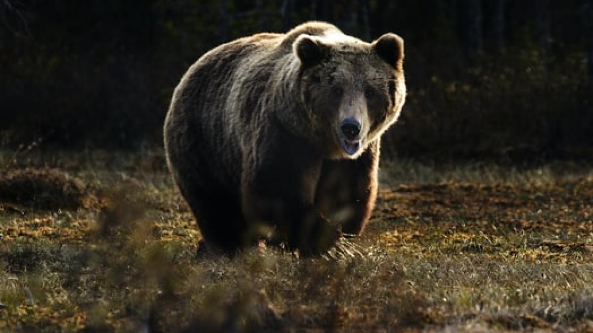 cat-a-costat-ursul-arthur-pret-gabriel-paun--presedintele-agent-green_39176300