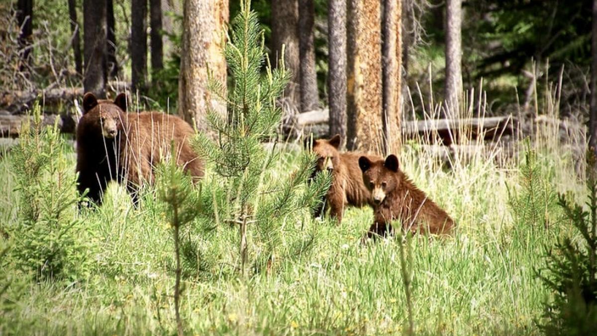 urs-ministrul-mediului-gospodarii_27802400