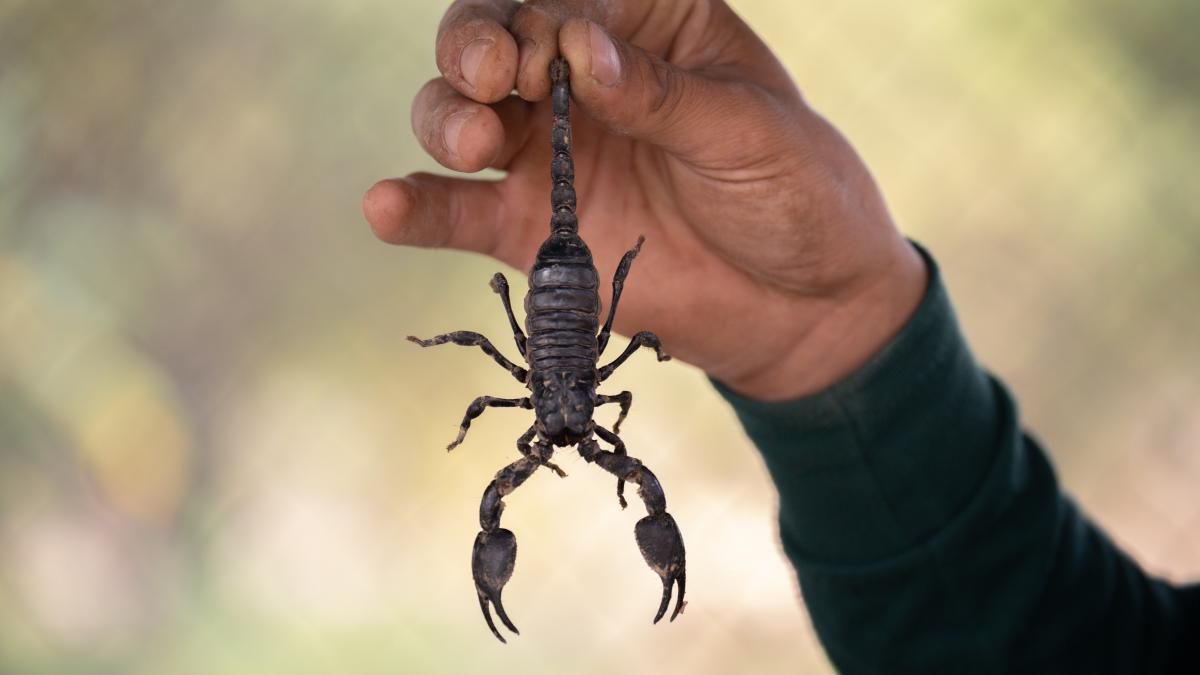 scorpion_muscatura_femeie_constanta_supermarket_pexels_31571900