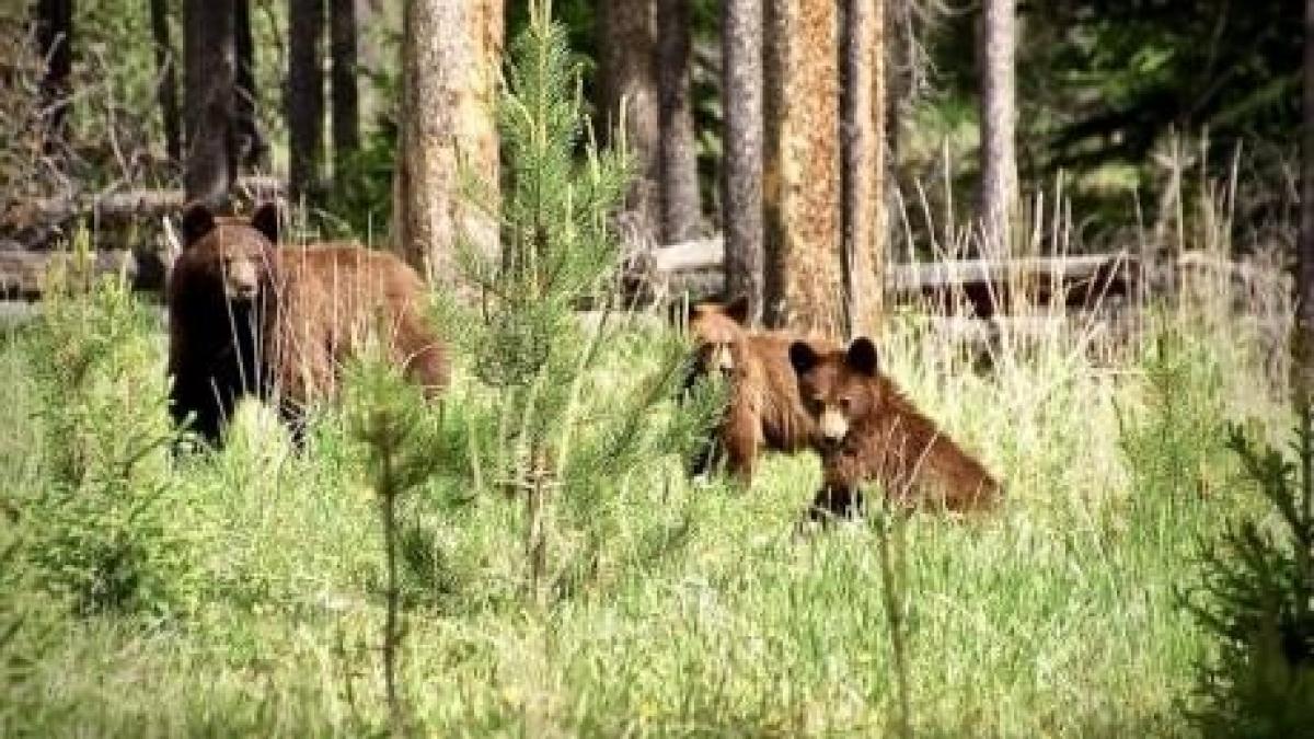 urs_arthur_ucis_romania_ursi_val_valcu_pexels_35953000