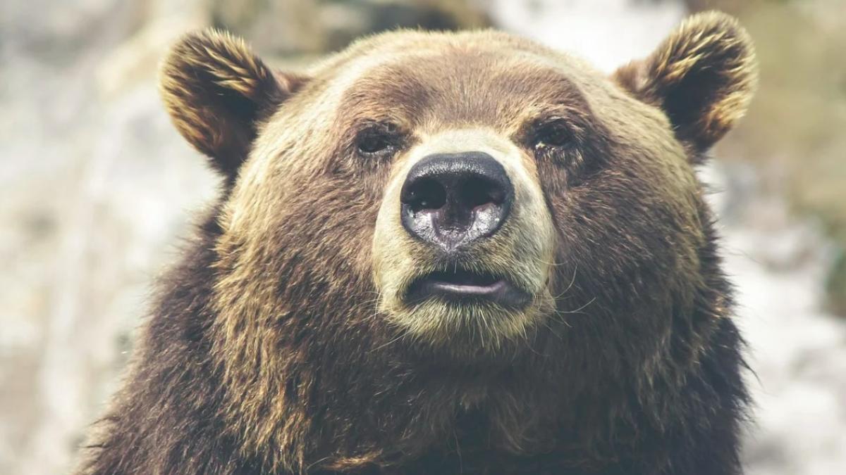 urs_mare_ilustrativ_pxb_91125900