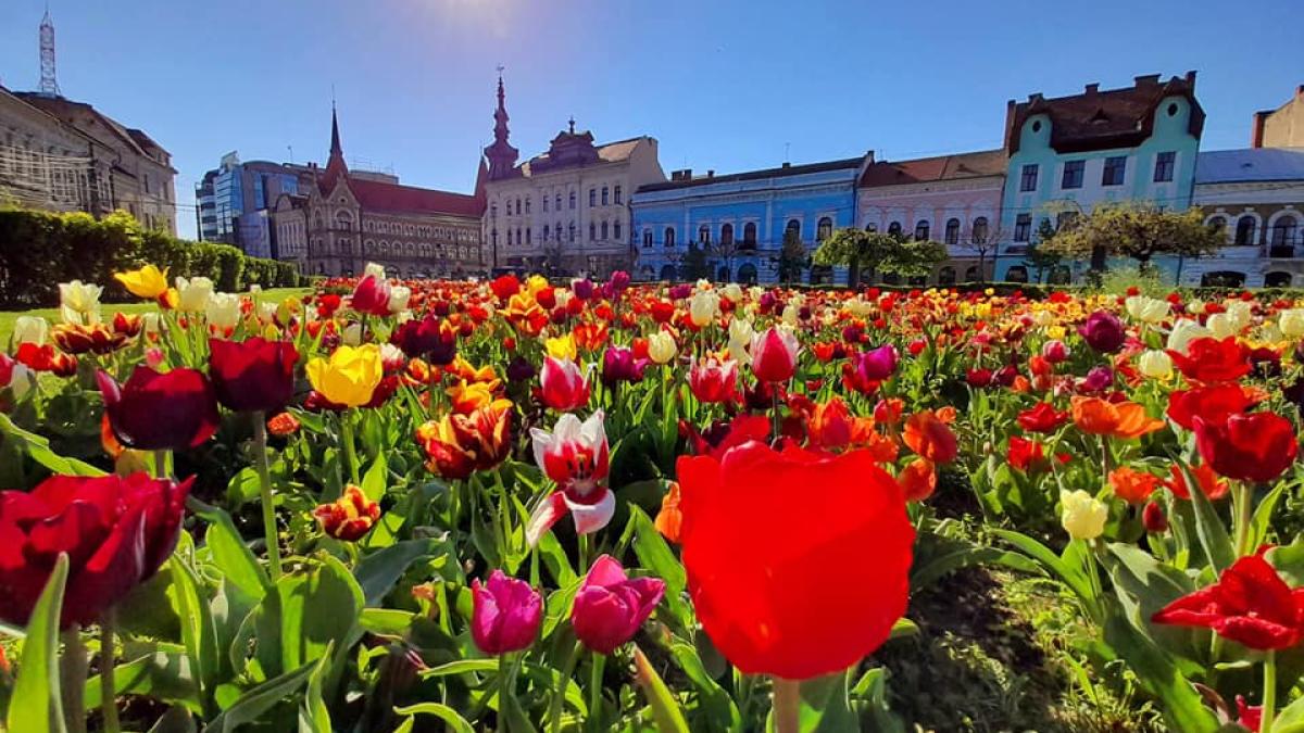clujul--capitala-lalelelor--explozie-de-flori-si-de-culoare-pe-strazi-2_48104900
