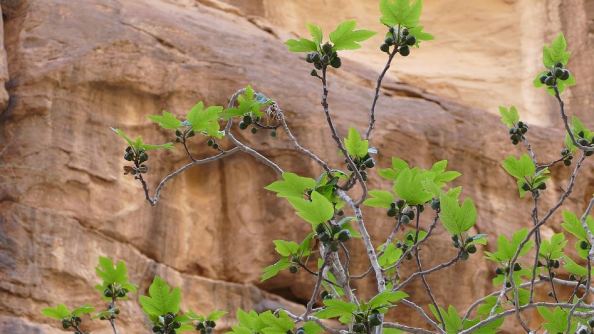 cel-mai-vechi-schelet-kenya-pixabay_33916400