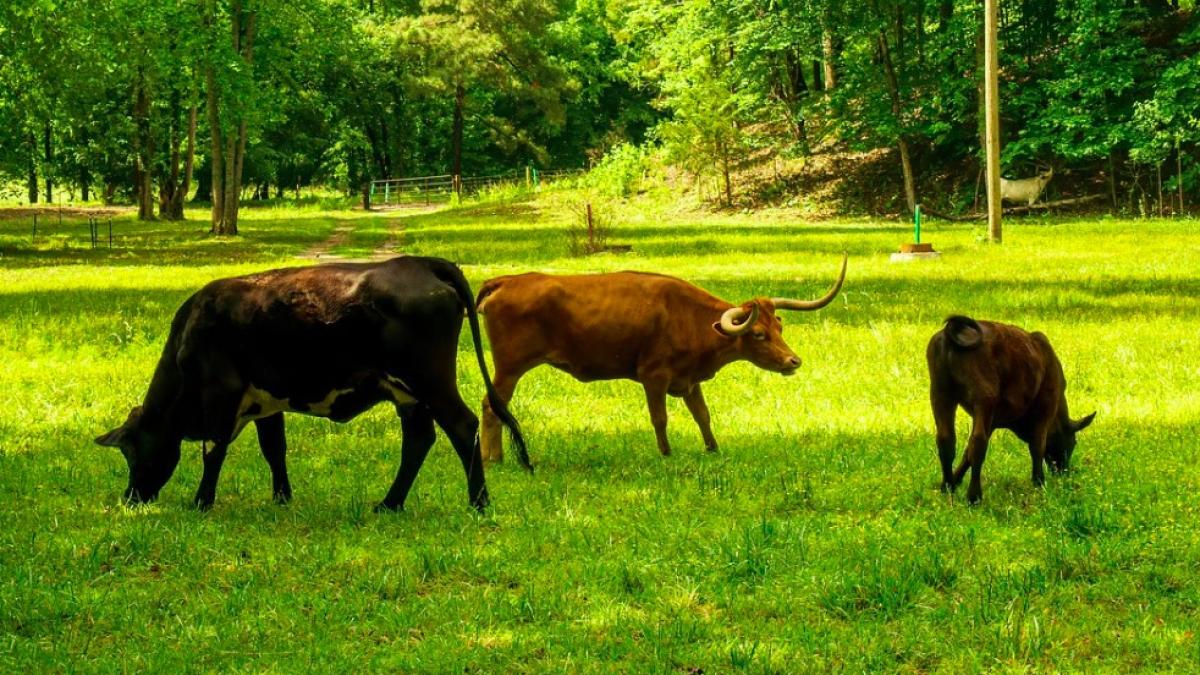 emisii_de_metan_ilustrativ_vaci_pxb_14362400