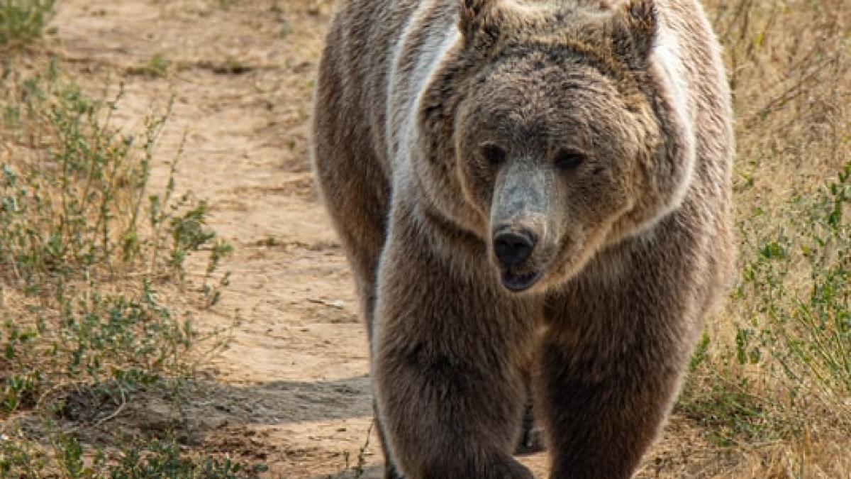 urs-ceausescu-record-mondial_04439000