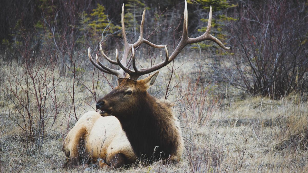 cerb-salvat-de-jandarmi_95580200