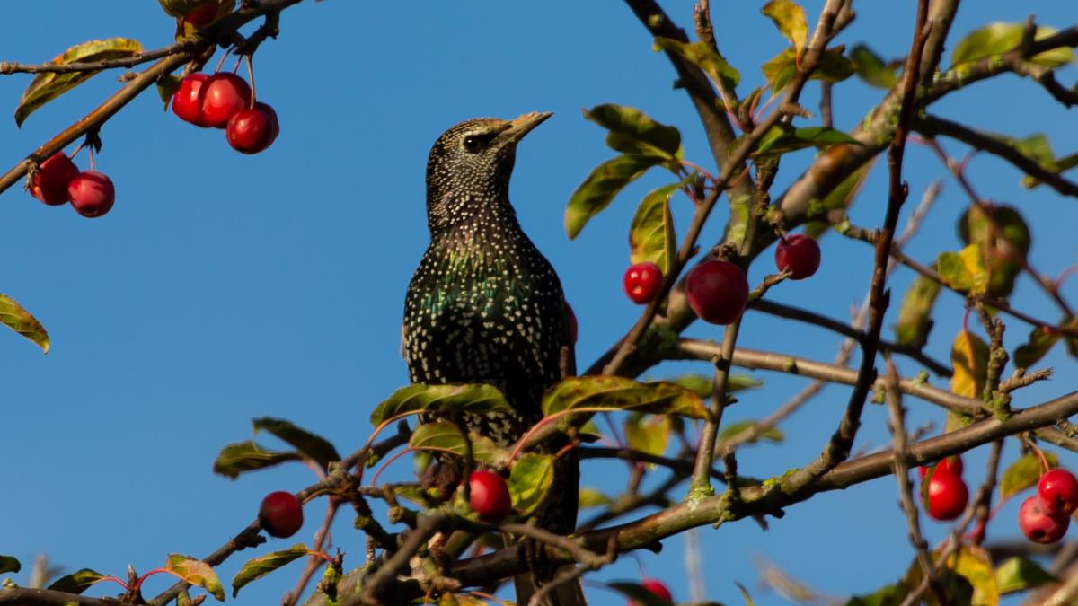cum-tii-graurii-departe-de-ciresi--metode-banale-si-eficiente_62156200