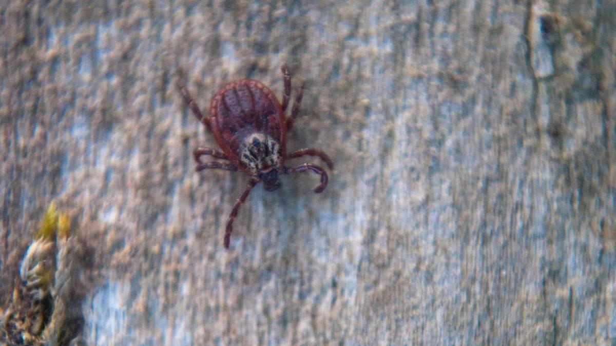 insecticid-natural-impotriva-capuselor--cum-il-prepari_96637100