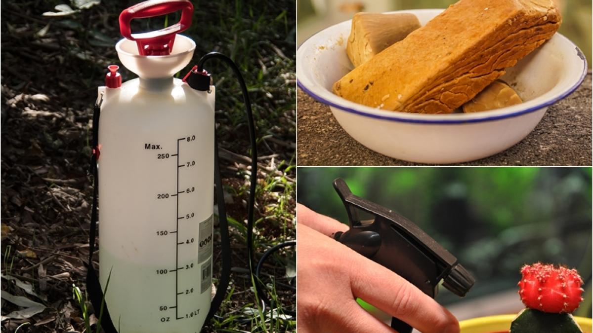 insecticid-din-sapun-de-casa-pentru-flori--cum-se-prepara--este-foarte-eficient_18484500