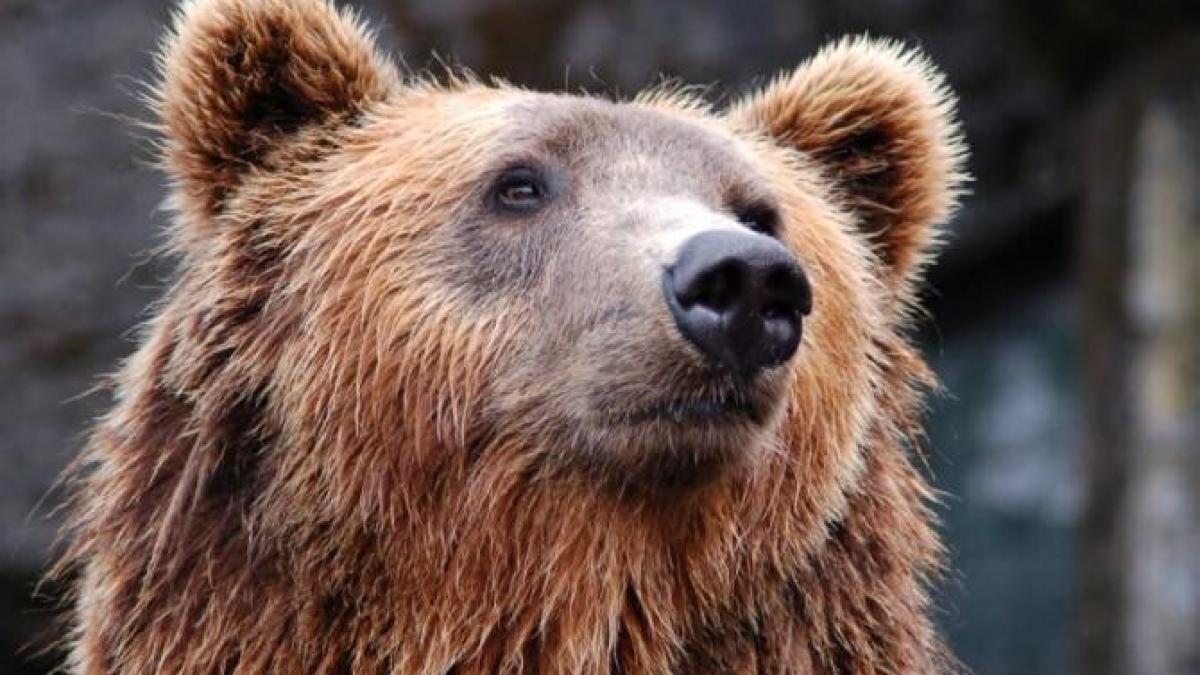 urs_arthur_ministrul_mediului_foto_pexels_64456600