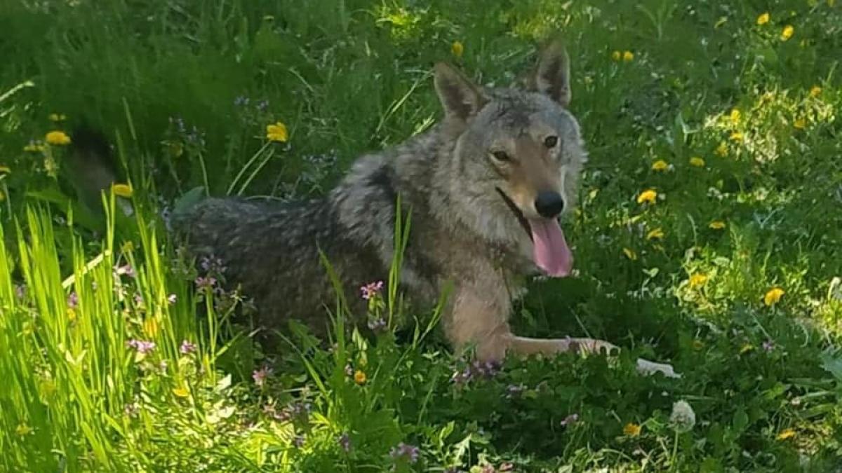 lup-plimbare-sat_42745800