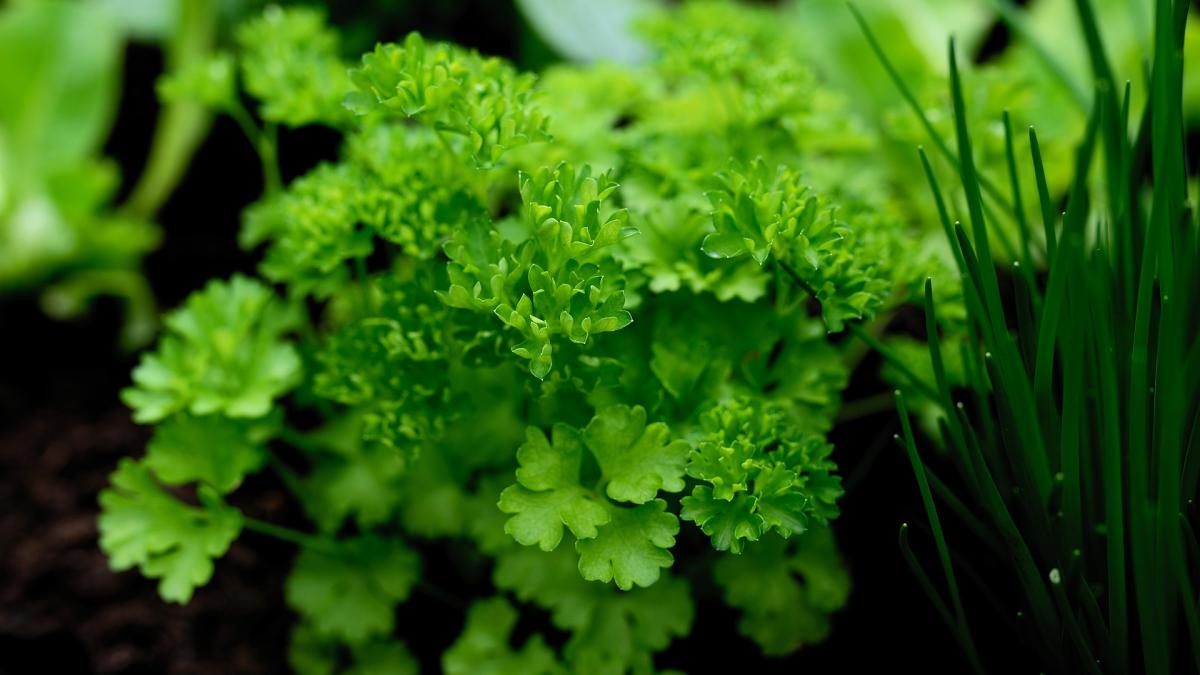 cum-si-cand-se-pune-patrunjelul--metoda-corecta-reguli-importante_89115200