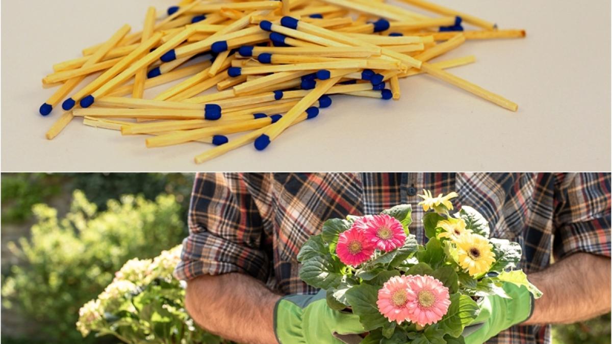 de-ce-sa-pui-bete-de-chibrit-in-ghivecele-cu-flori--trucul-excelent-care-functioneaza_82150300