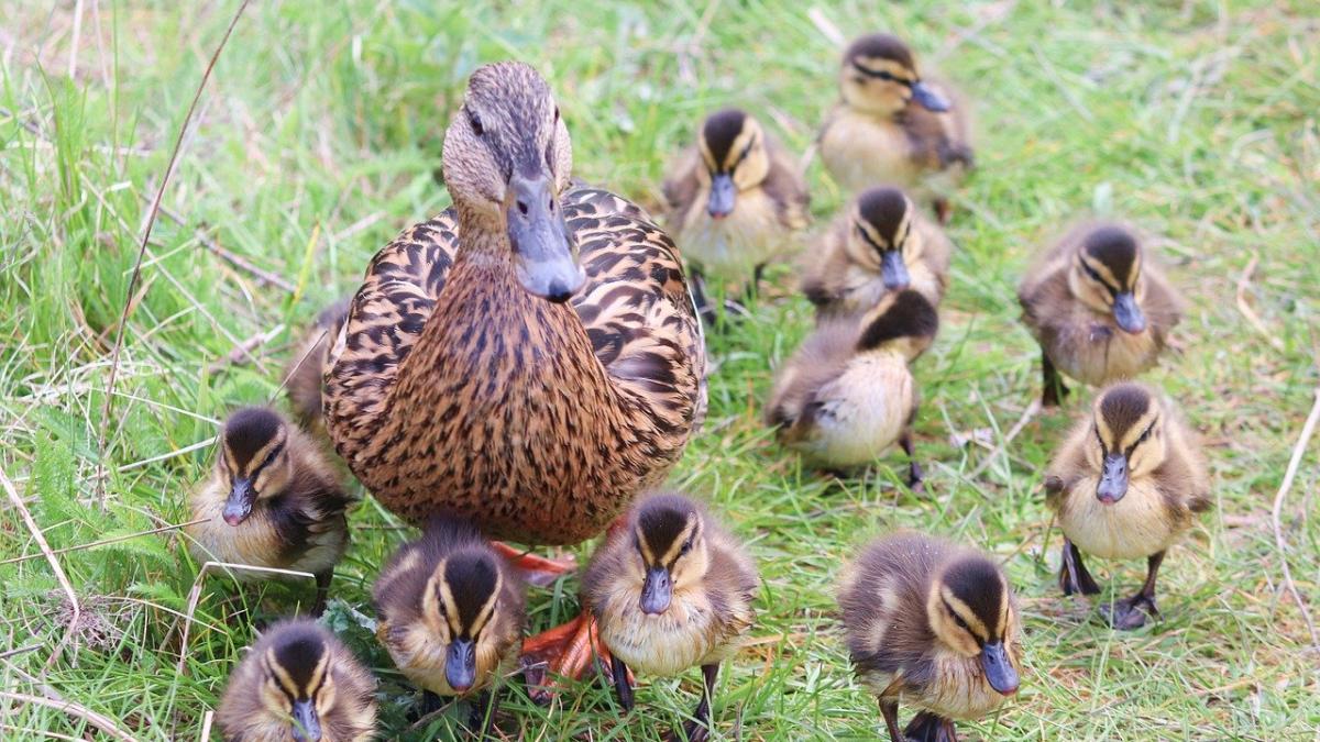 rate_escortate_politisti_cluj_75438700