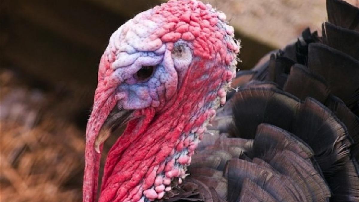 ansvsa--extinderea-gripei-aviare-ar-putea-inaspri-restrictiile_59019500