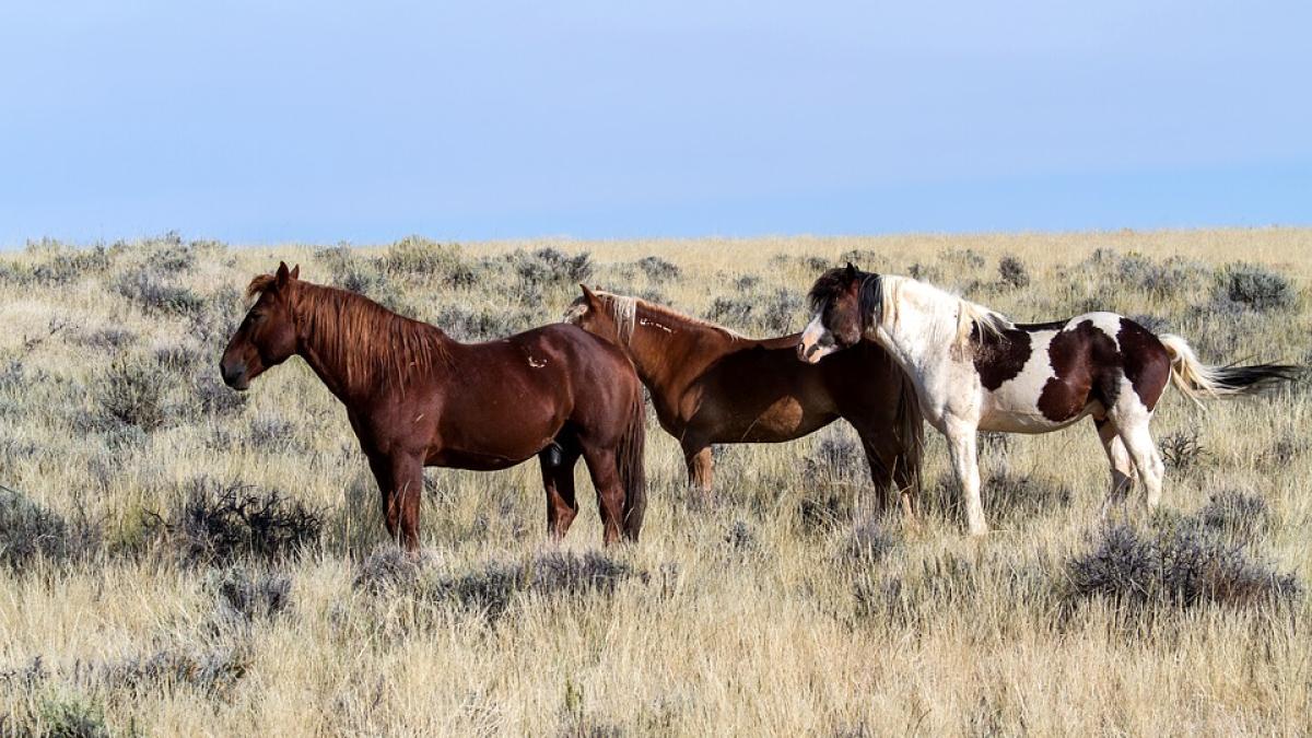 cai-mustang-pixabay_00349200