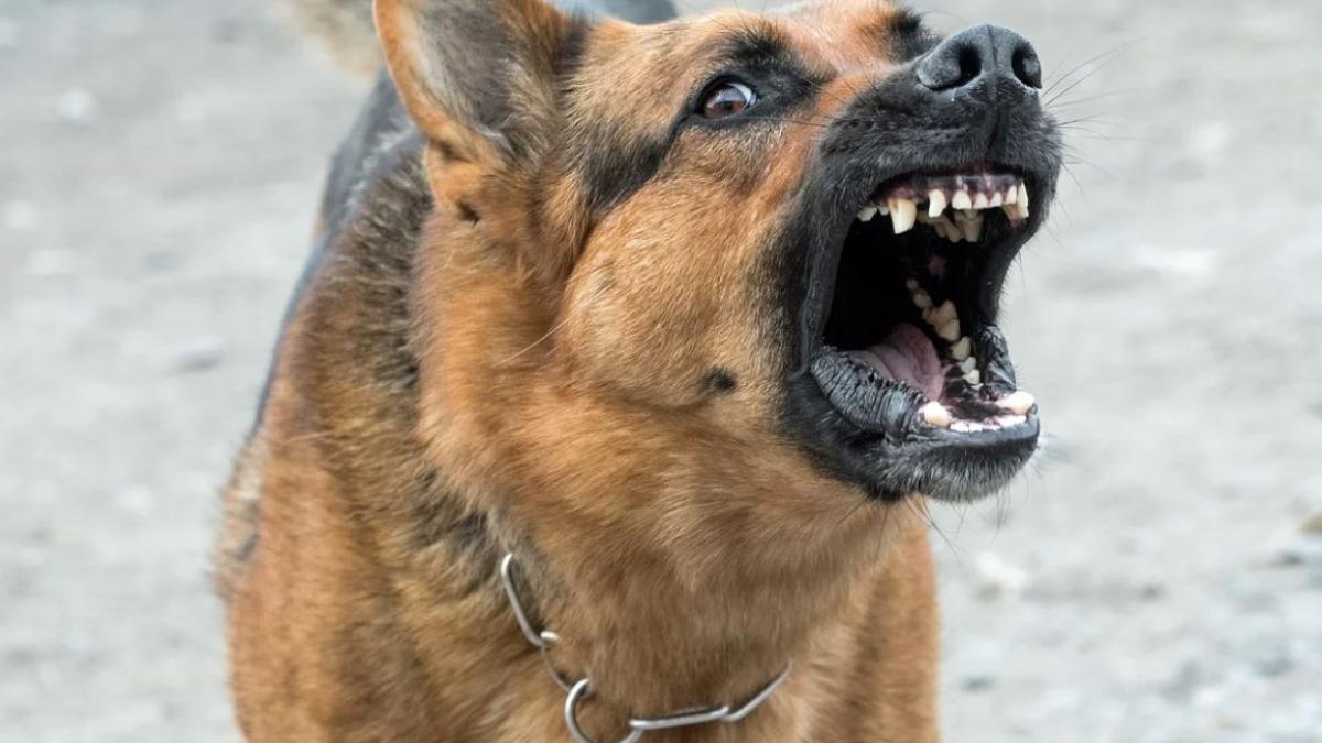 caine-agresiv_45427100