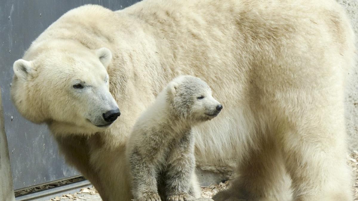 pui-de-urs-polar-incest-zoo-berlin_77451500