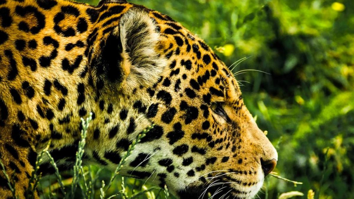 jaguari_jaguar_ilustrativ_pxb_international_09158200