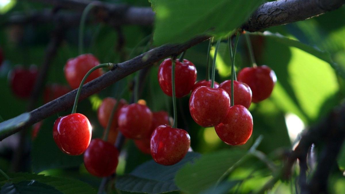 cirese-3475625_1280_83694800