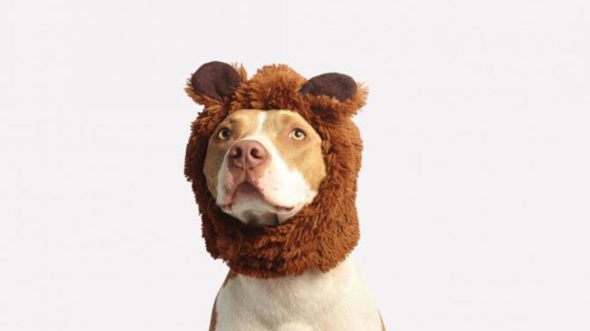 caine_foto_pexels_41648700