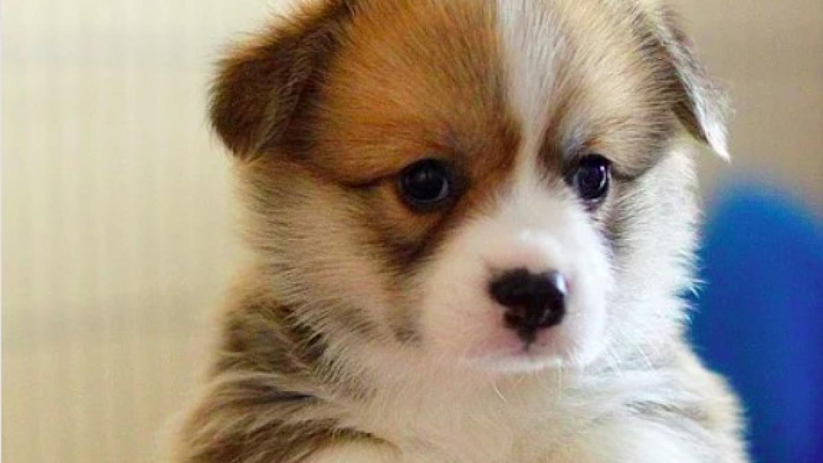 dorgi_corgi_ilustrativ_caine_pxb_82764100