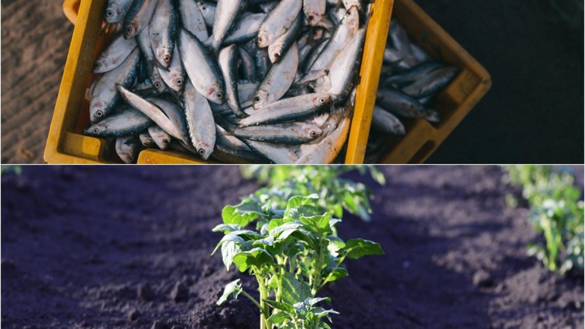 cum-sa-fertilizezi-plantele-si-pomii-cu-peste--simplu-si-eficient_17378300