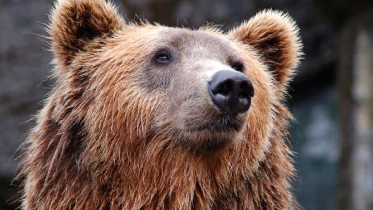 sondaj_ires_caz_urs_arthur_foto_pexels_03362100