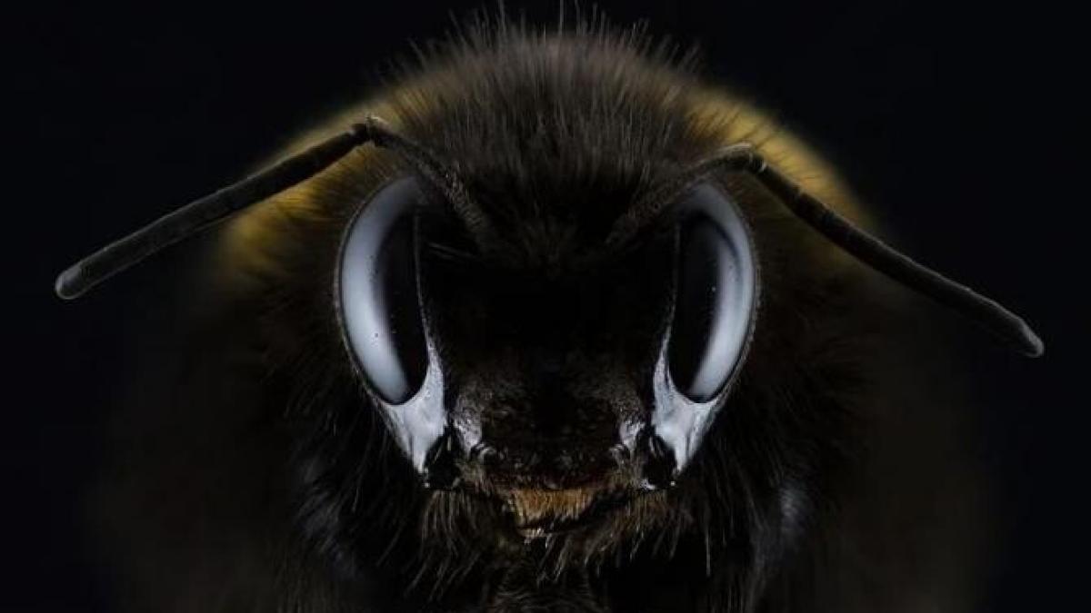 ziua-internationala-a-albinelor-pixabay_27450800