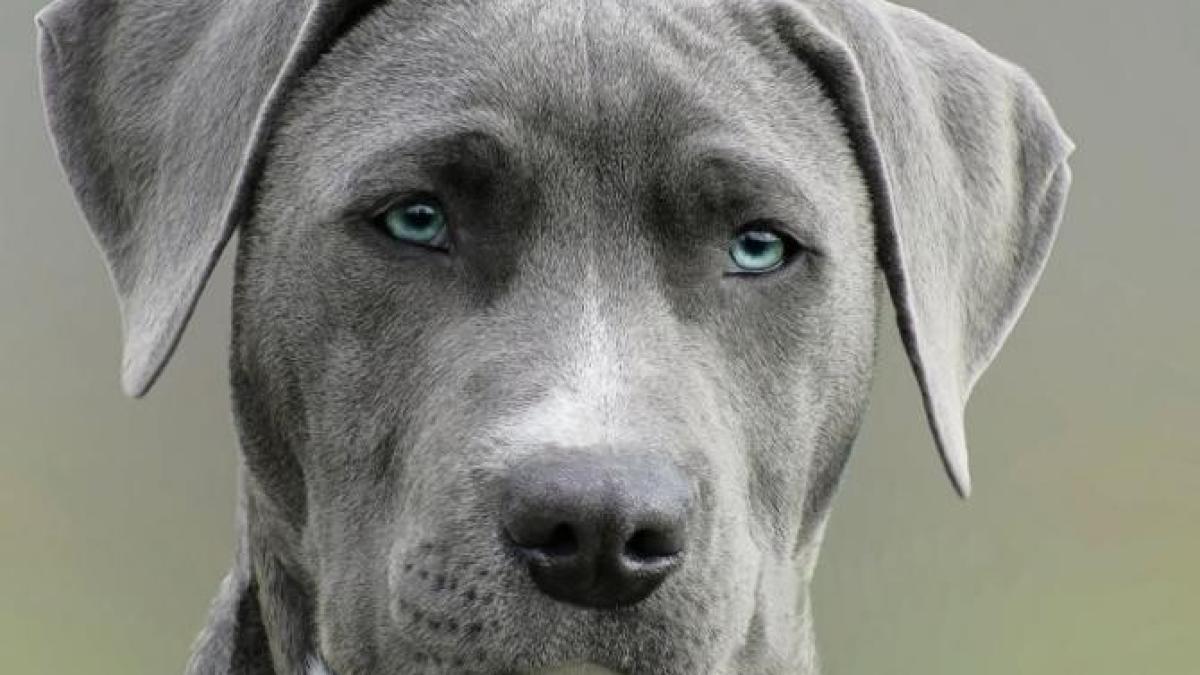 catel_relatii_foto_pexels_71904600