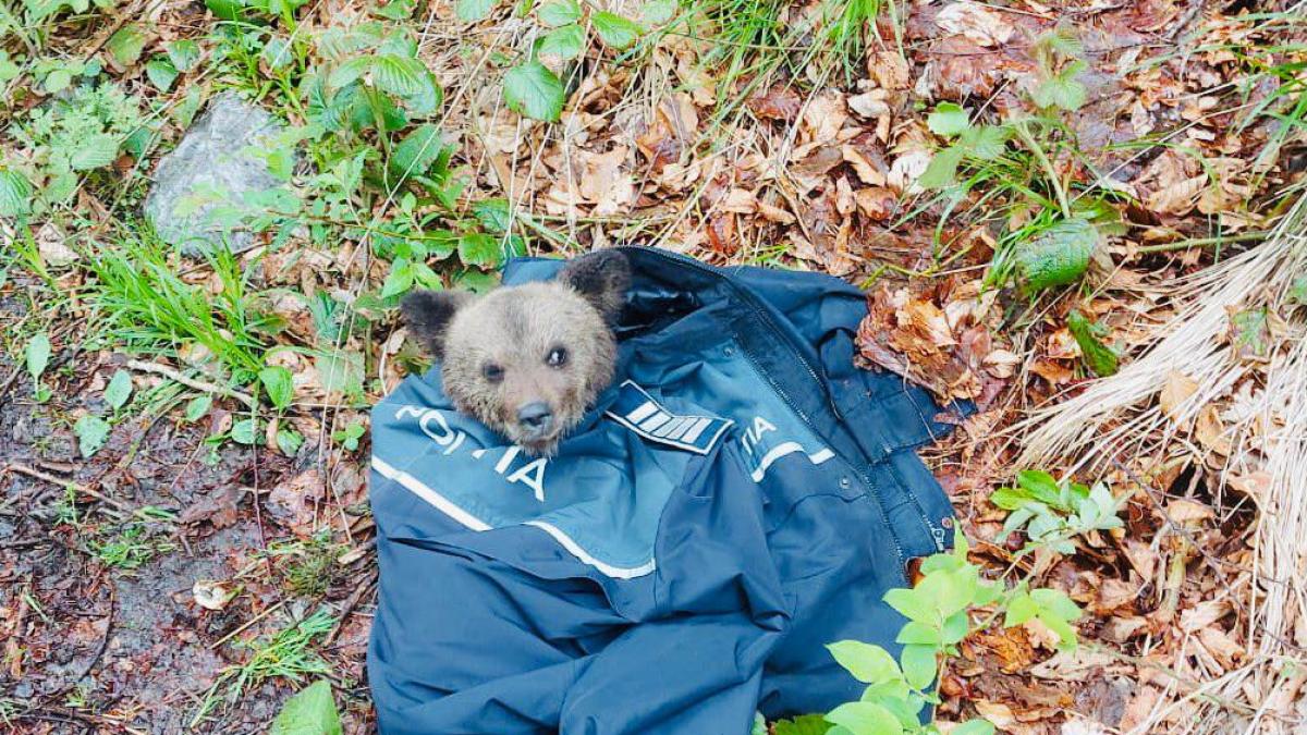 pui-de-urs-in-uniforma-de-politie---foto-igpr_62827500