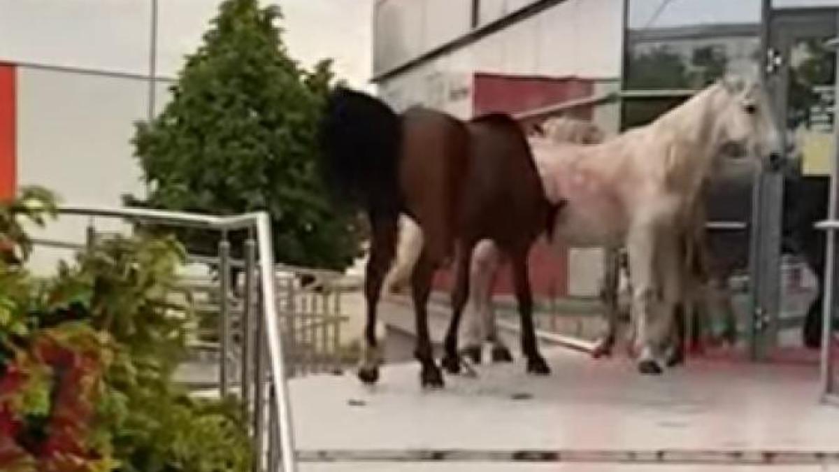 cai-in-calduri-in-centrul-vasluiului_73626600