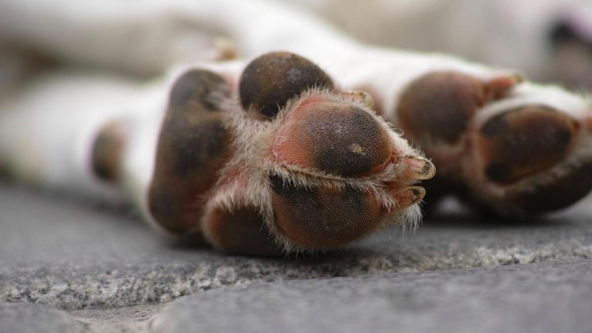 catei_morti_ilustrativ-pxb_16865300