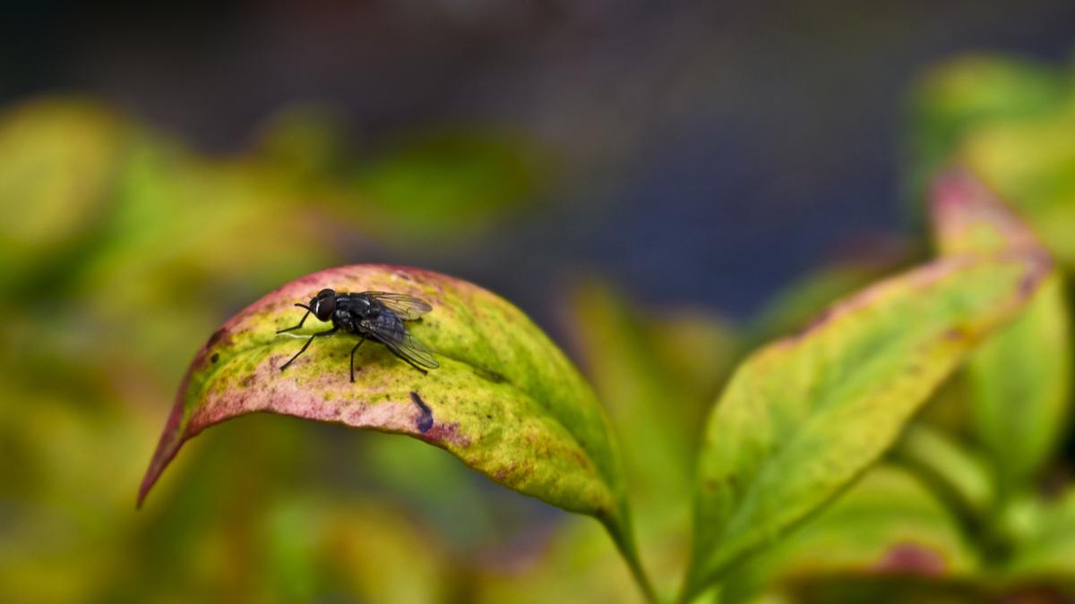 cum-scapi-de-muste--solutii-100prc--naturale-care-functioneaza-2_99024300