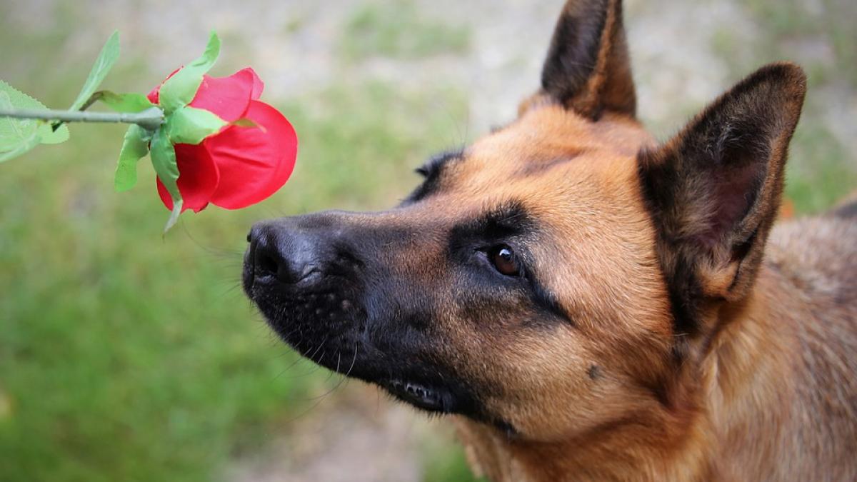 caini-antrenati-covid_83300200