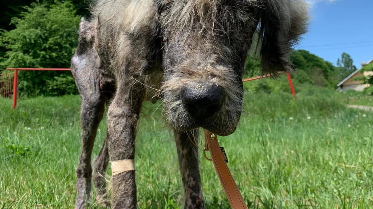 caine-casa-lui-patrocle_90315600