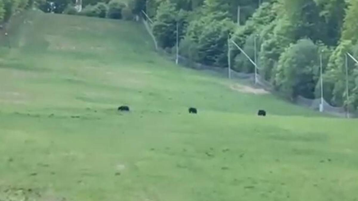 ursi-pe-partie-sugas-bai_86189200