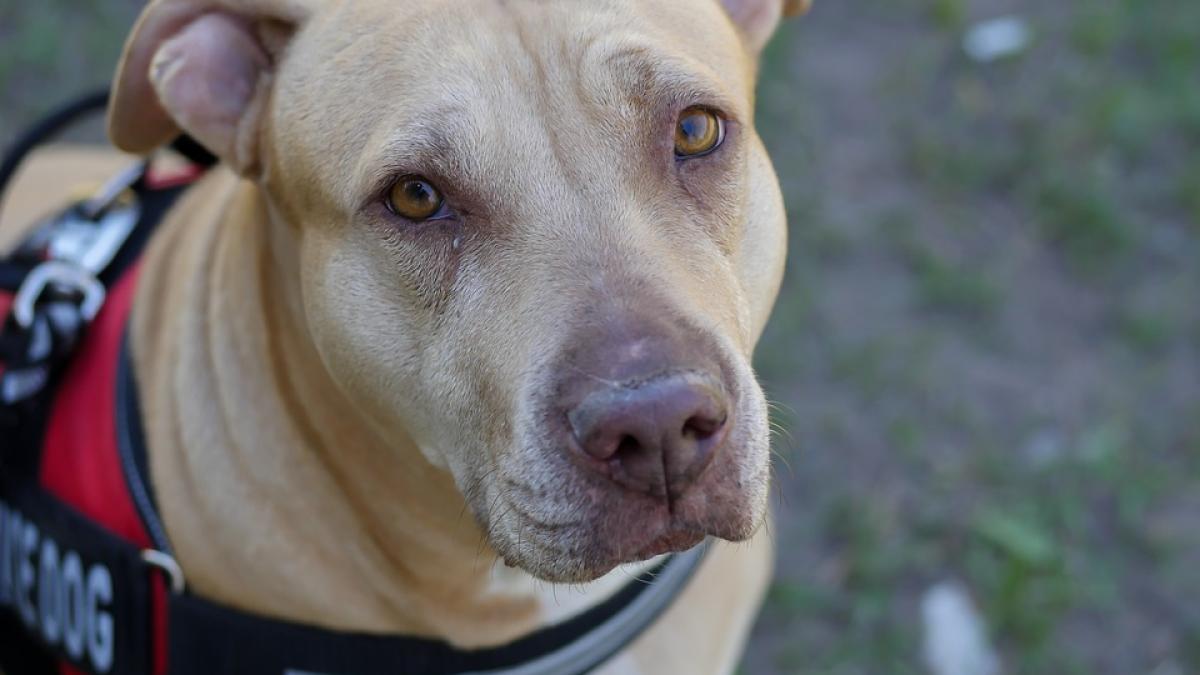 caine-test-covid_66504600