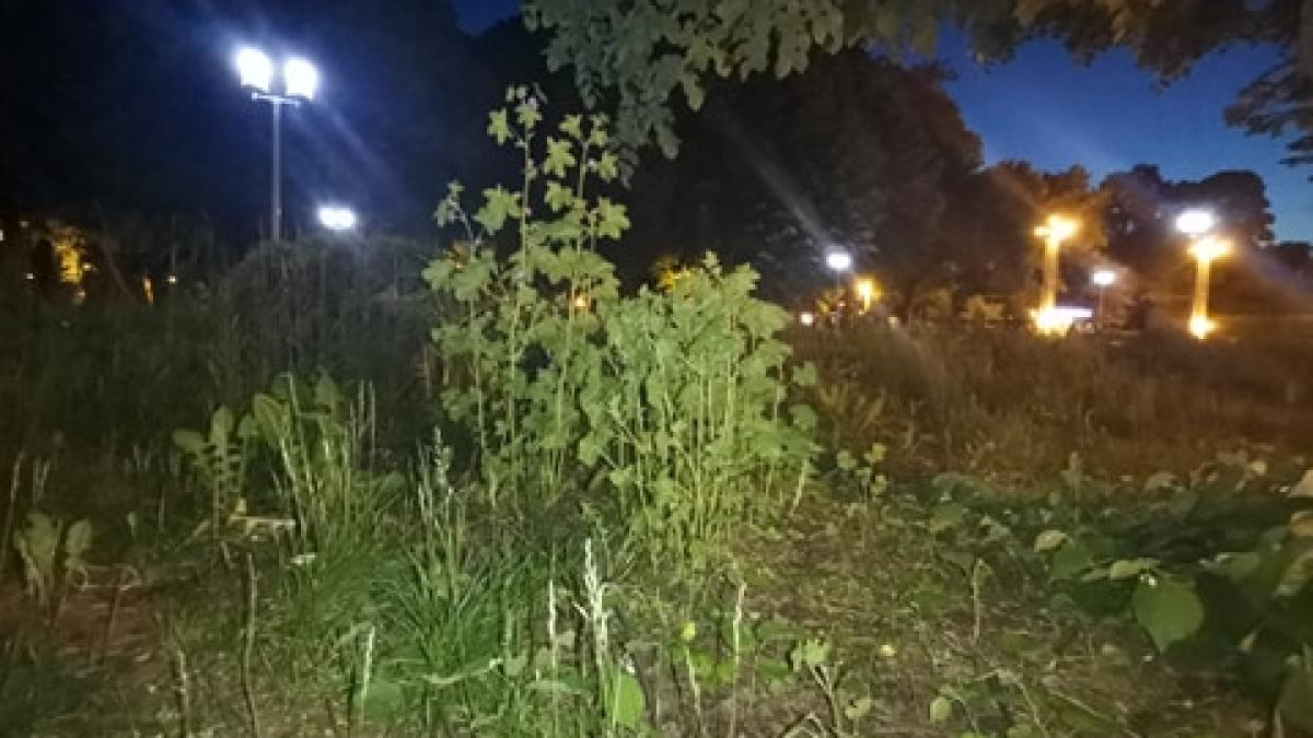 parc-carol-iarba_37121400