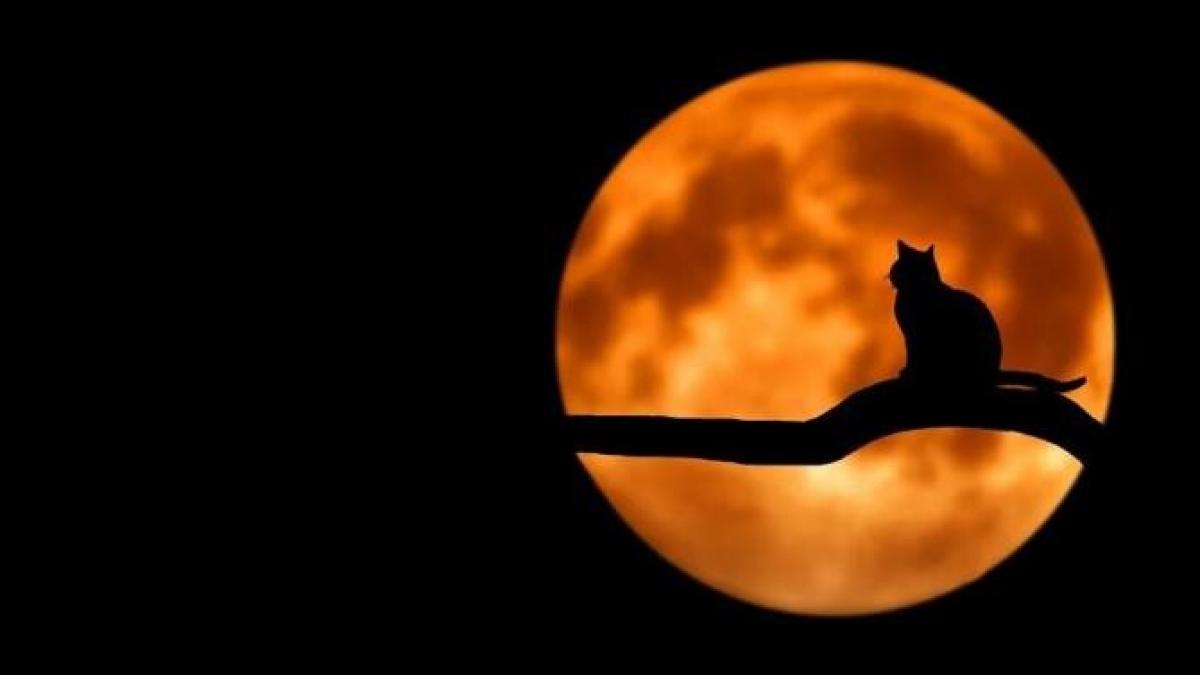 pisica-curent-electric-pixabay_21281200