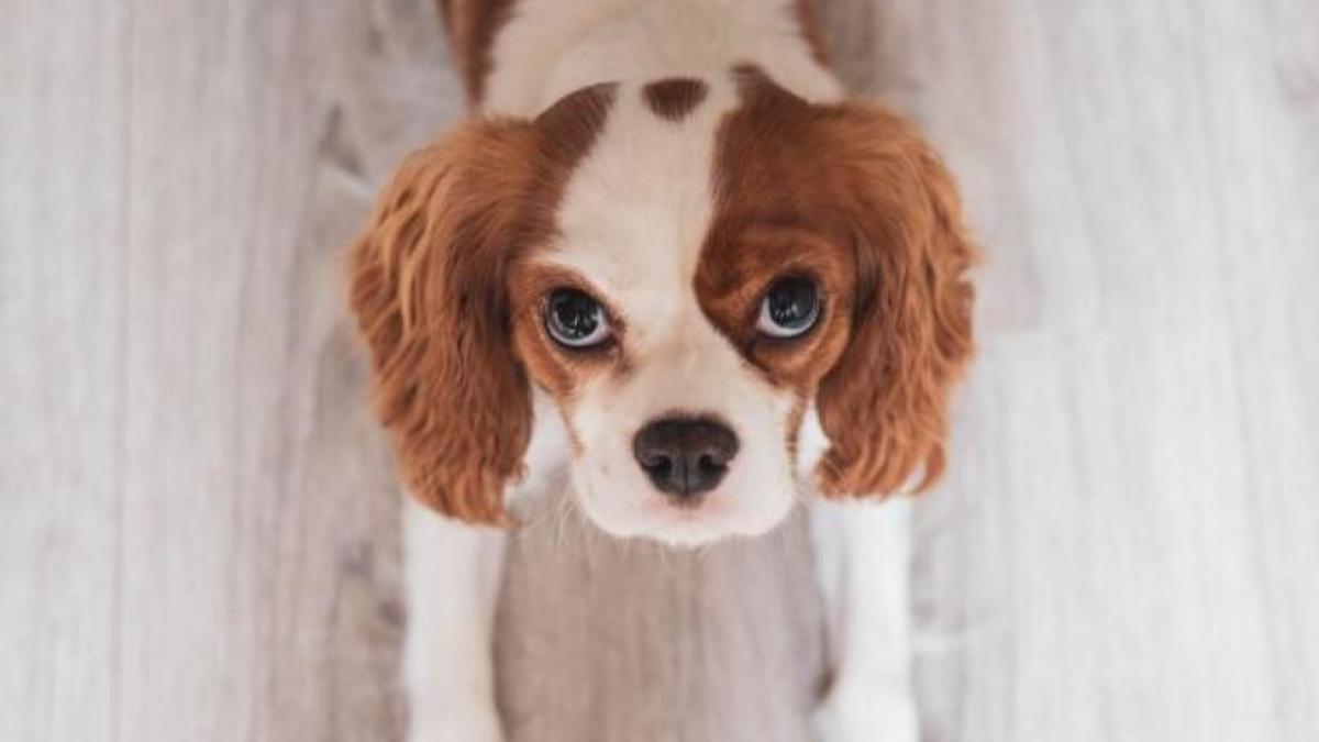 catel_foto_pexels_72906600