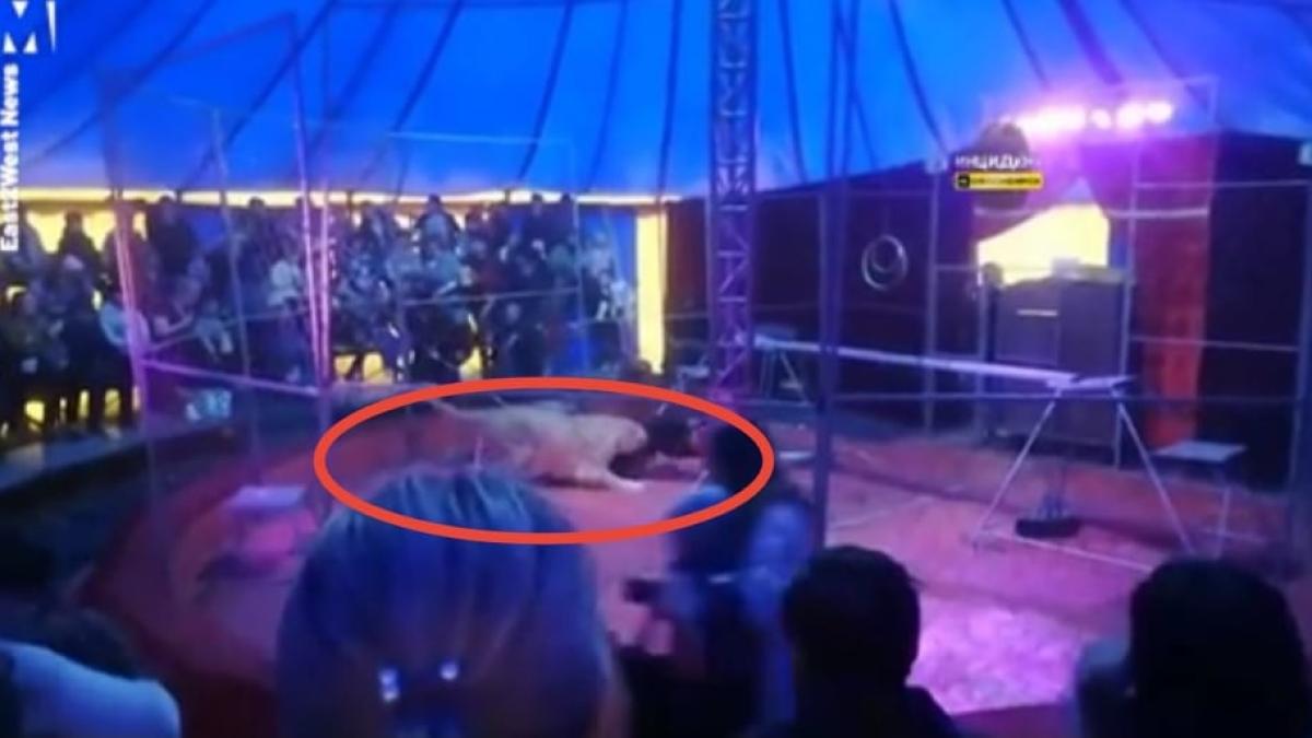 circar-atacat-de-un-leu_19881200