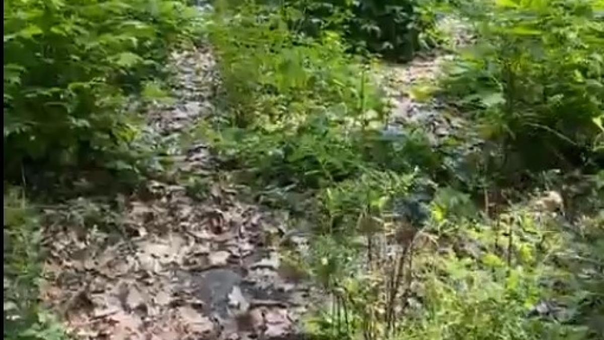 buruieni-herastrau_80966000