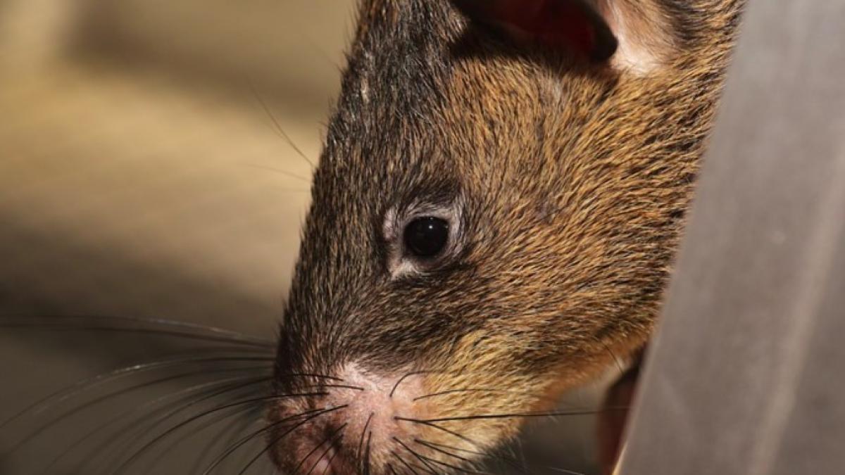 sobolan_gigant_african_28478300